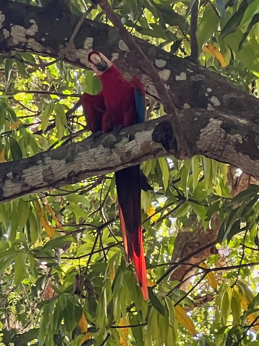 Scarlet Macaw - Joanne Spetzler