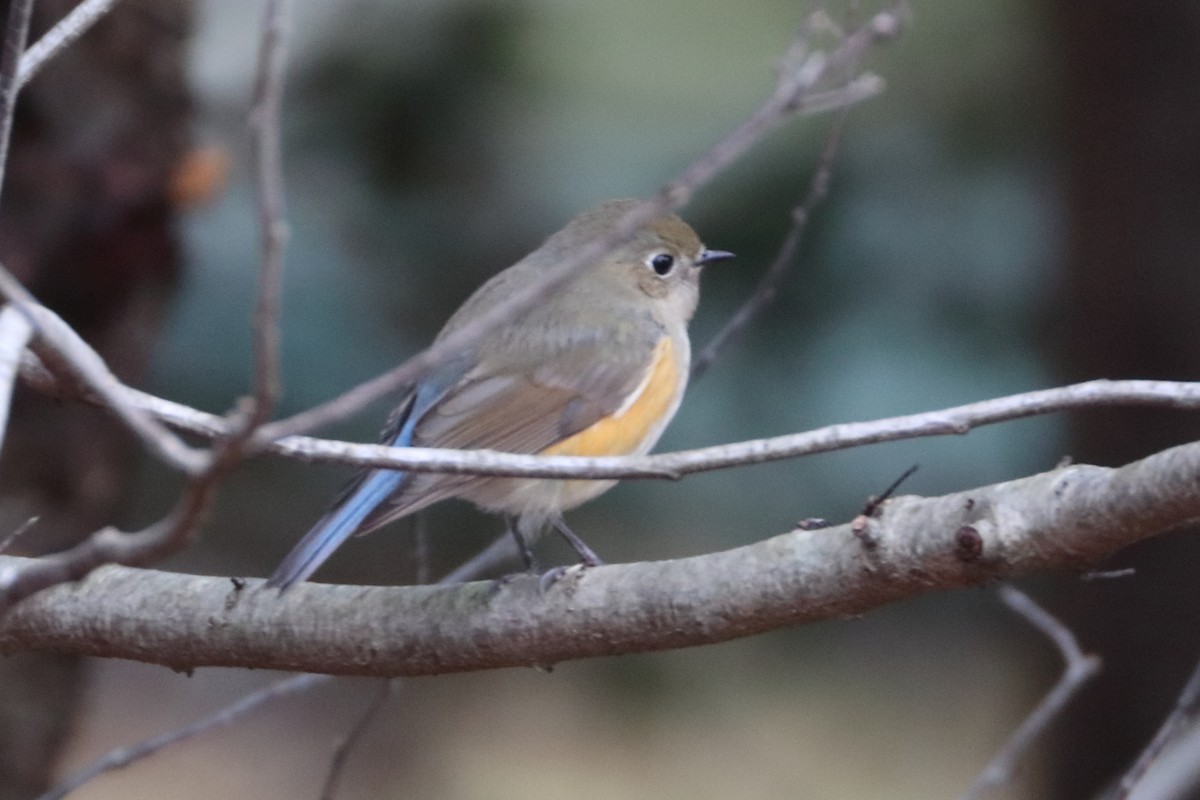 Red-flanked Bluetail - ML614152822