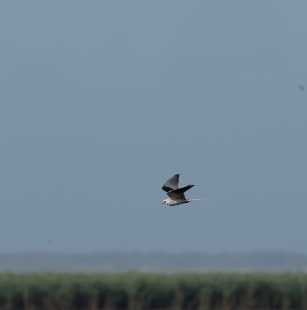 White-tailed Kite - ML614152985