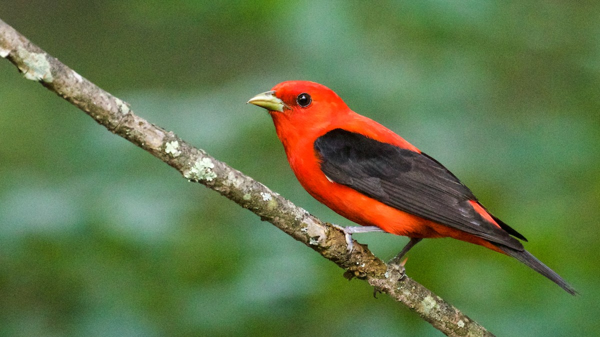 Scarlet Tanager - ML61415301