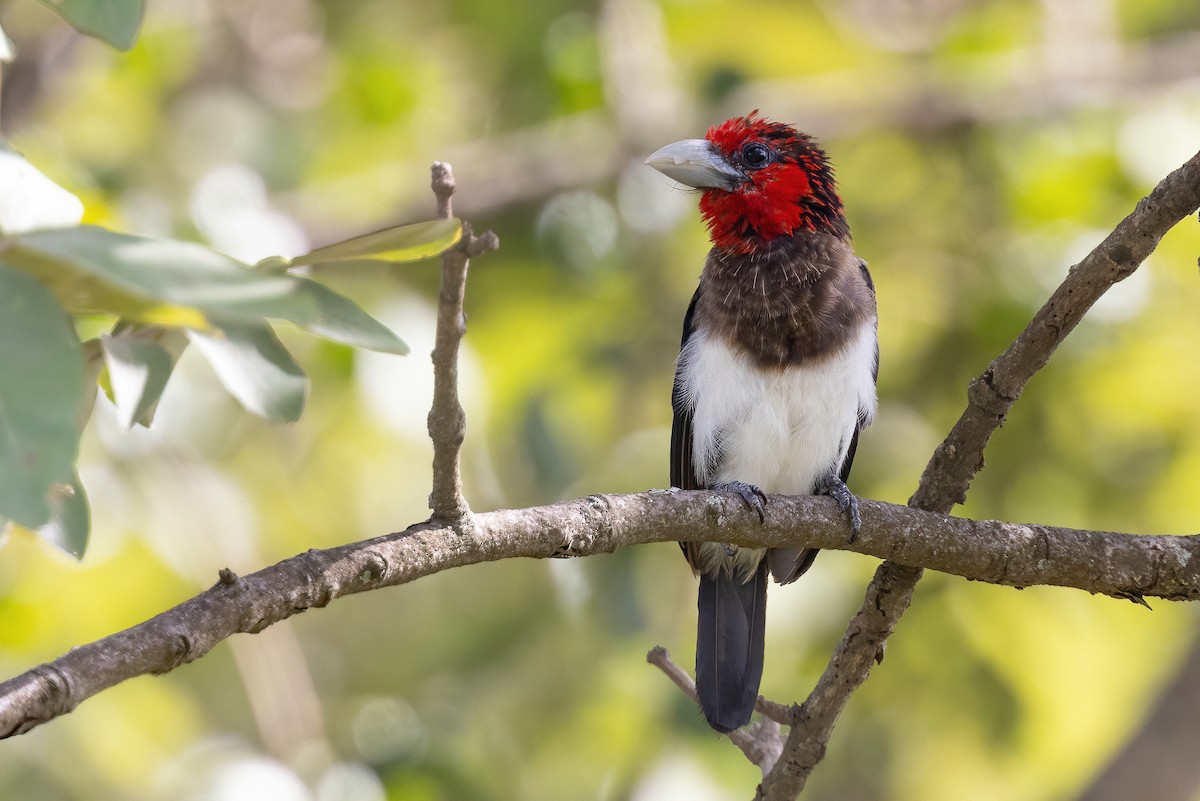 Brown-breasted Barbet - Chris Venetz | Ornis Birding Expeditions