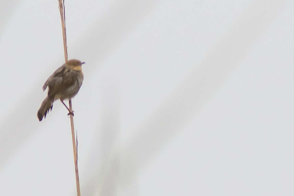 Carruthers's Cisticola - ML614153039