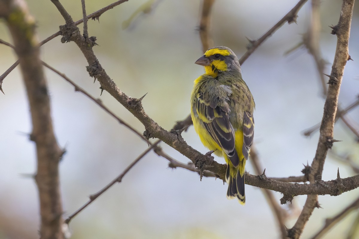 Yellow-fronted Canary - ML614153059