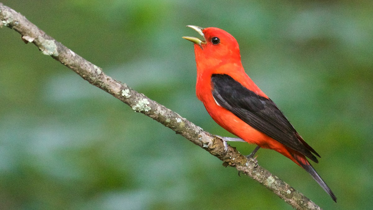 Scarlet Tanager - ML61415311