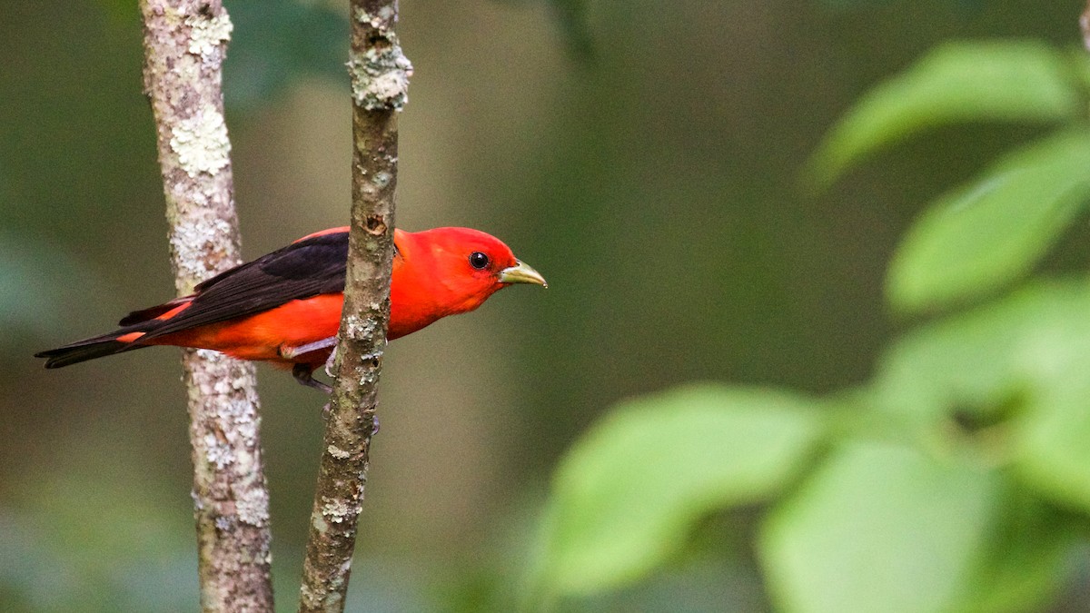 Scarlet Tanager - ML61415321