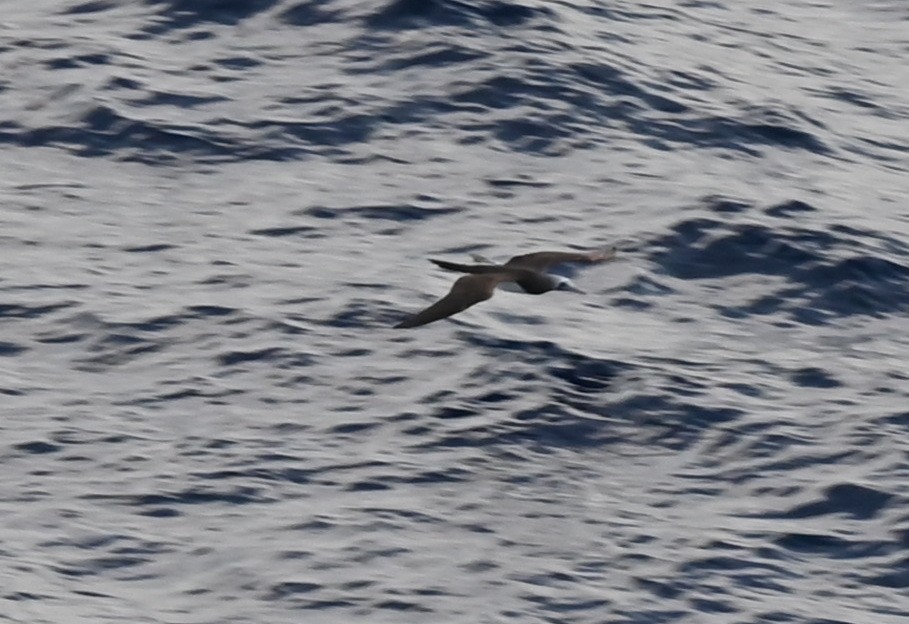 Brown Booby (Brewster's) - ML614153226