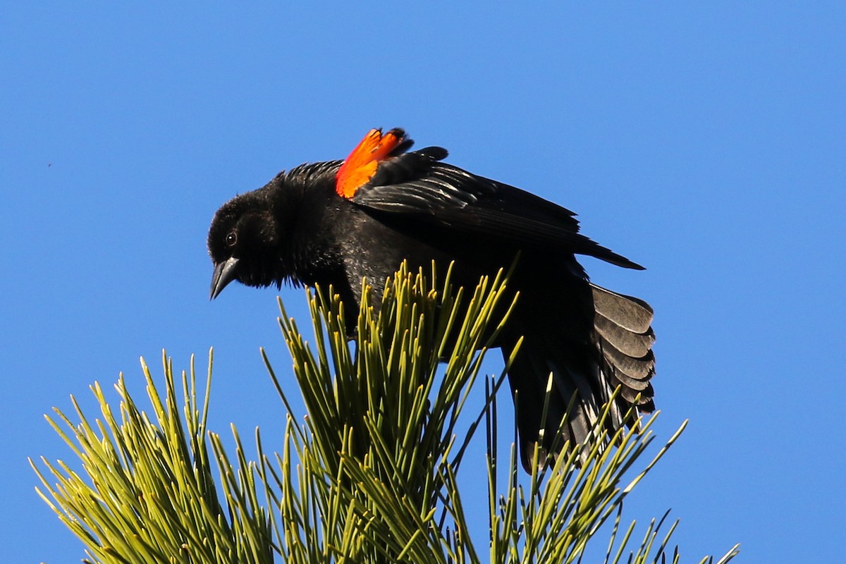 Red-winged Blackbird - ML614153243