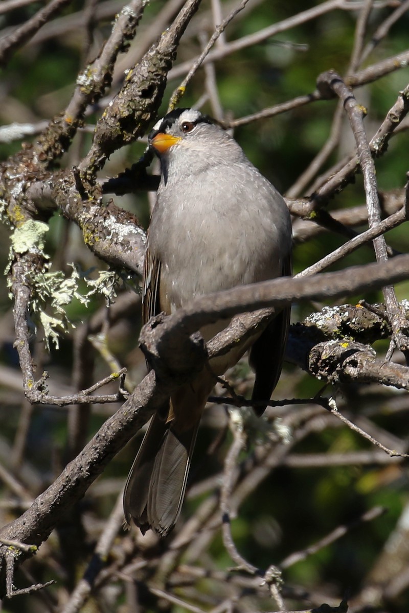 White-crowned Sparrow (Gambel's) - ML614153297