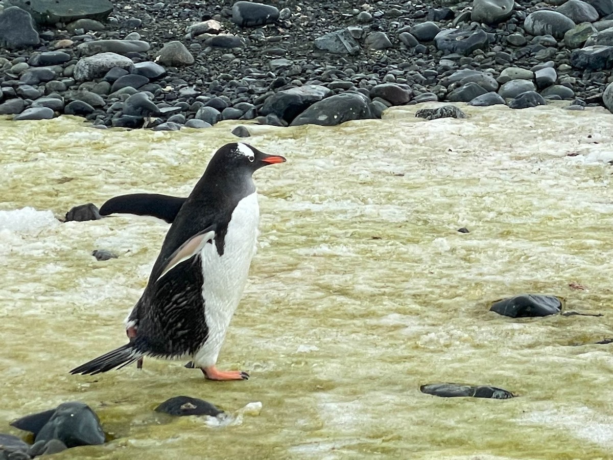 Gentoo Penguin - ML614153306