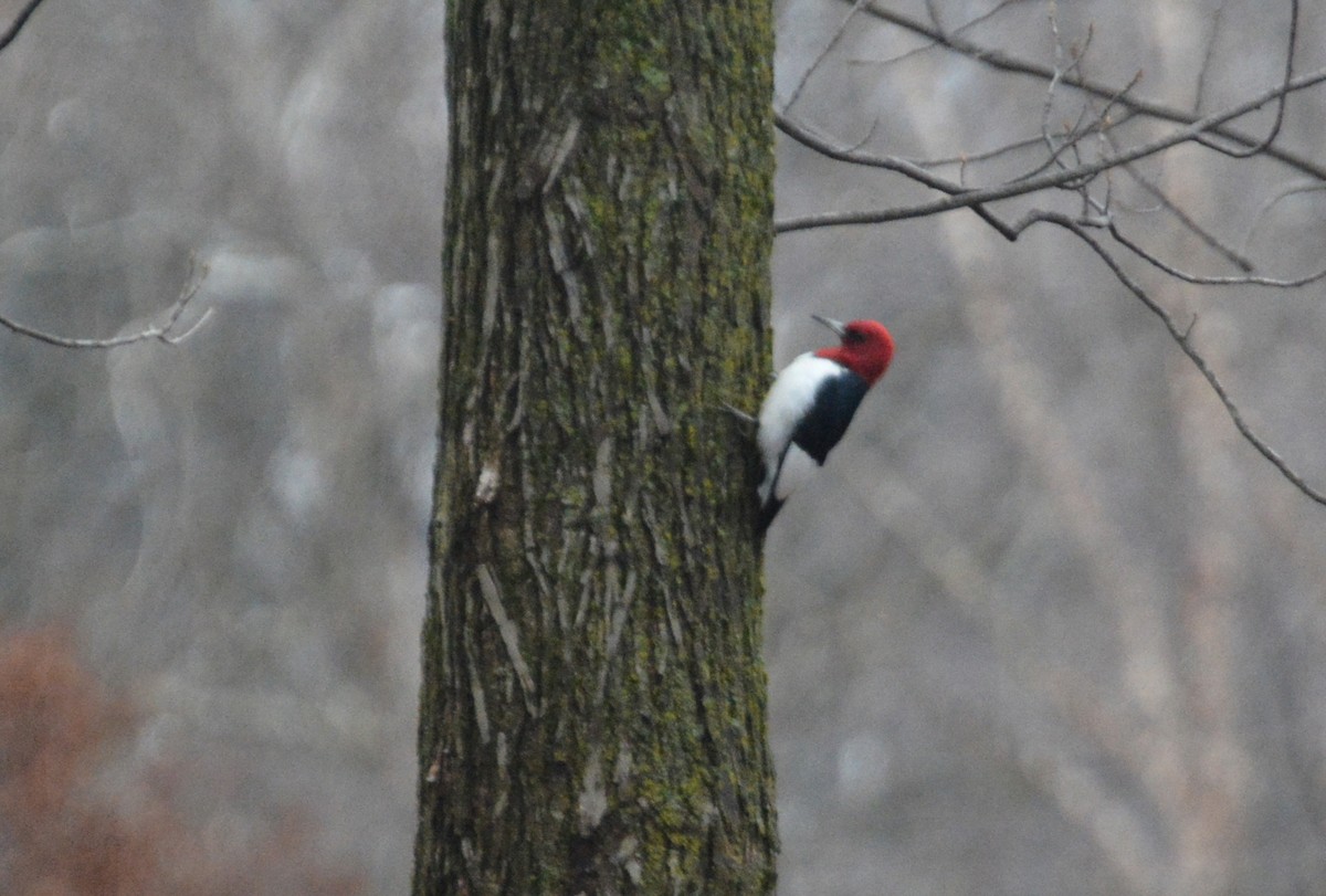 Red-headed Woodpecker - ML614153439