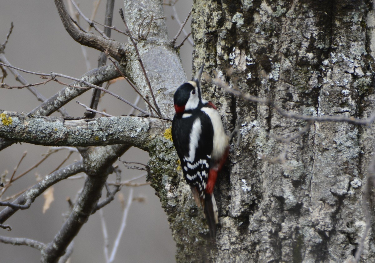 Great Spotted Woodpecker (Atlas) - ML614153821