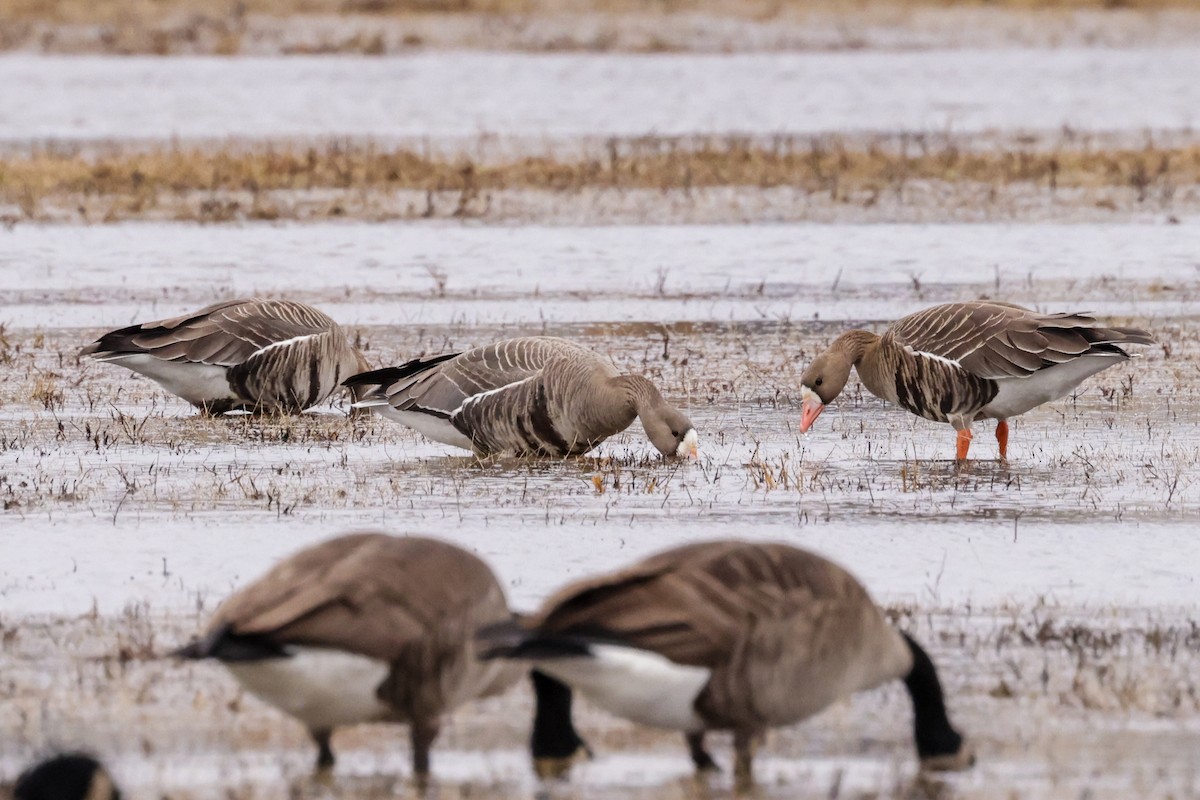 Greater White-fronted Goose - ML614153966