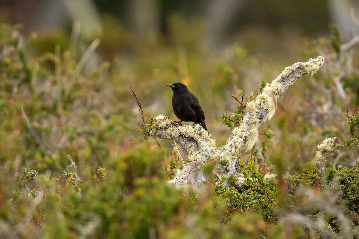 Austral Blackbird - Ana Merlo