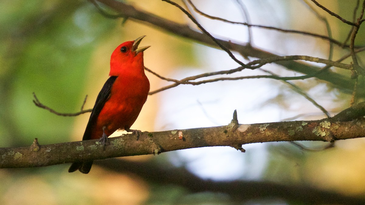 Scarlet Tanager - ML61415411