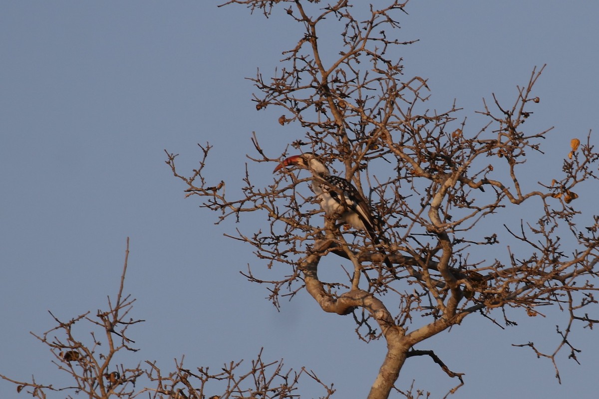 Tanzanian Red-billed Hornbill - ML614154214