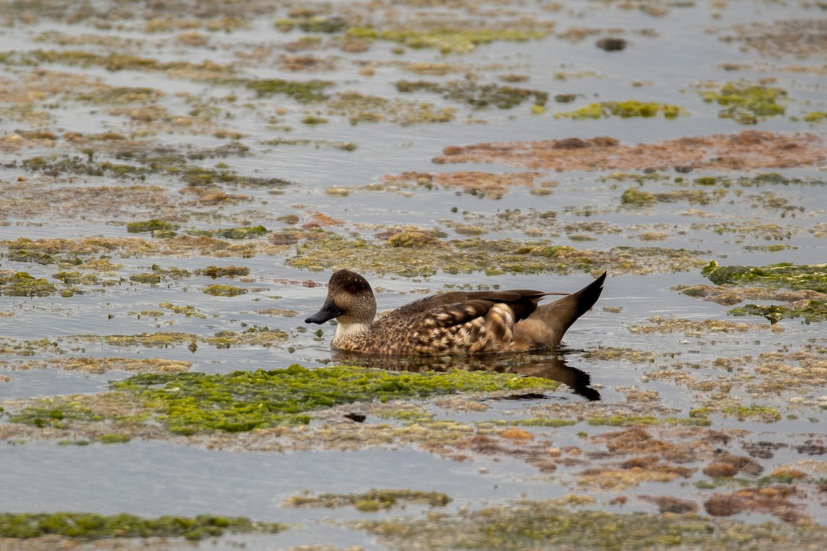 Crested Duck - ML614154294