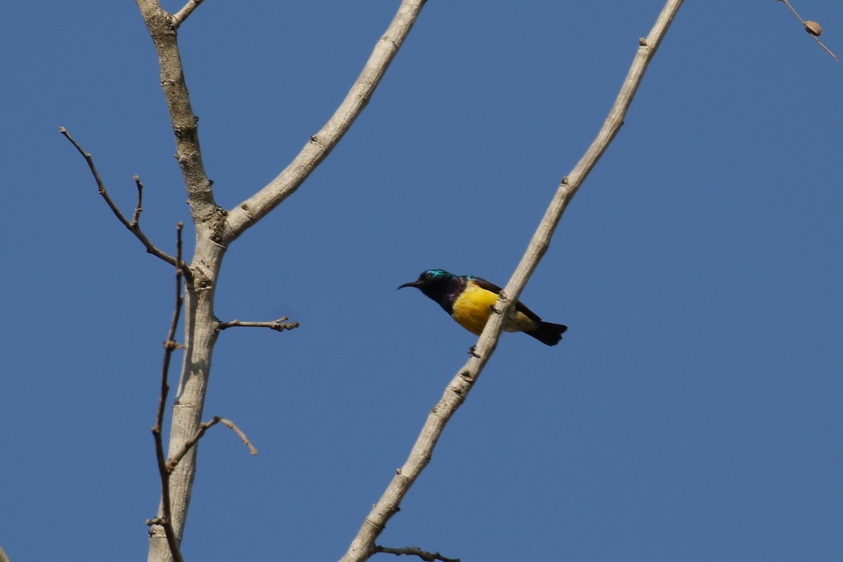 Variable Sunbird (Yellow-bellied) - ML614154343