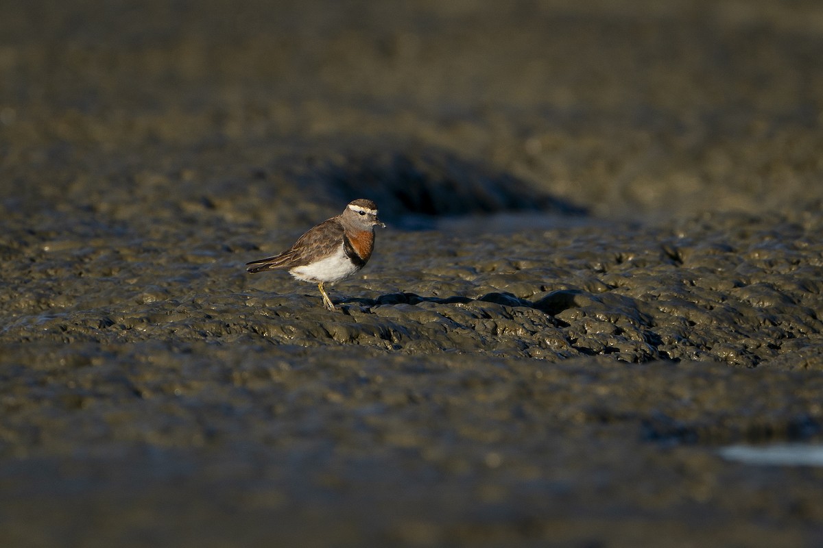 Rufous-chested Dotterel - ML614154463