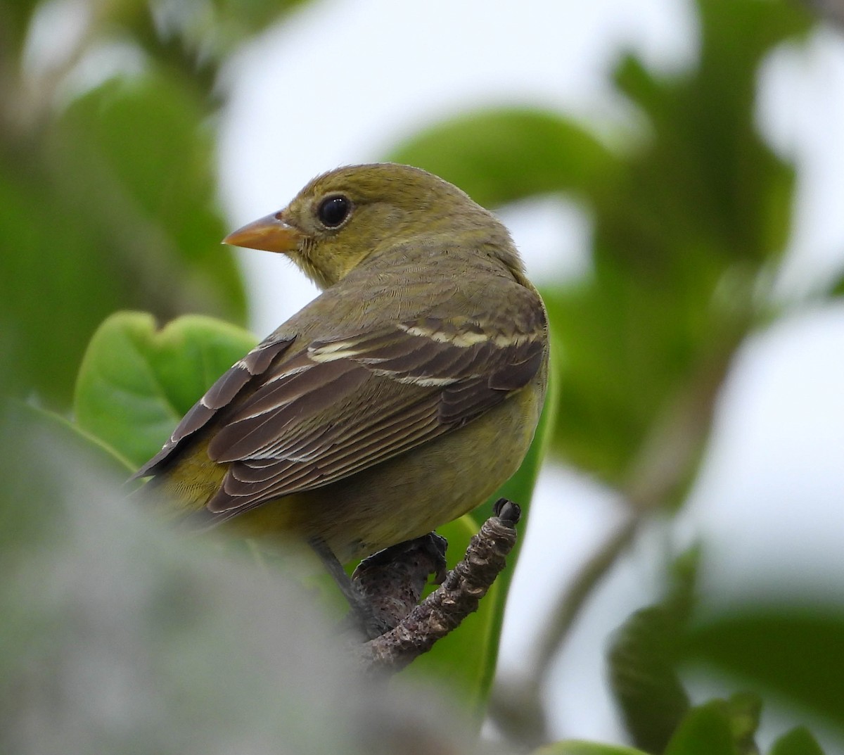 Western Tanager - ML614154744