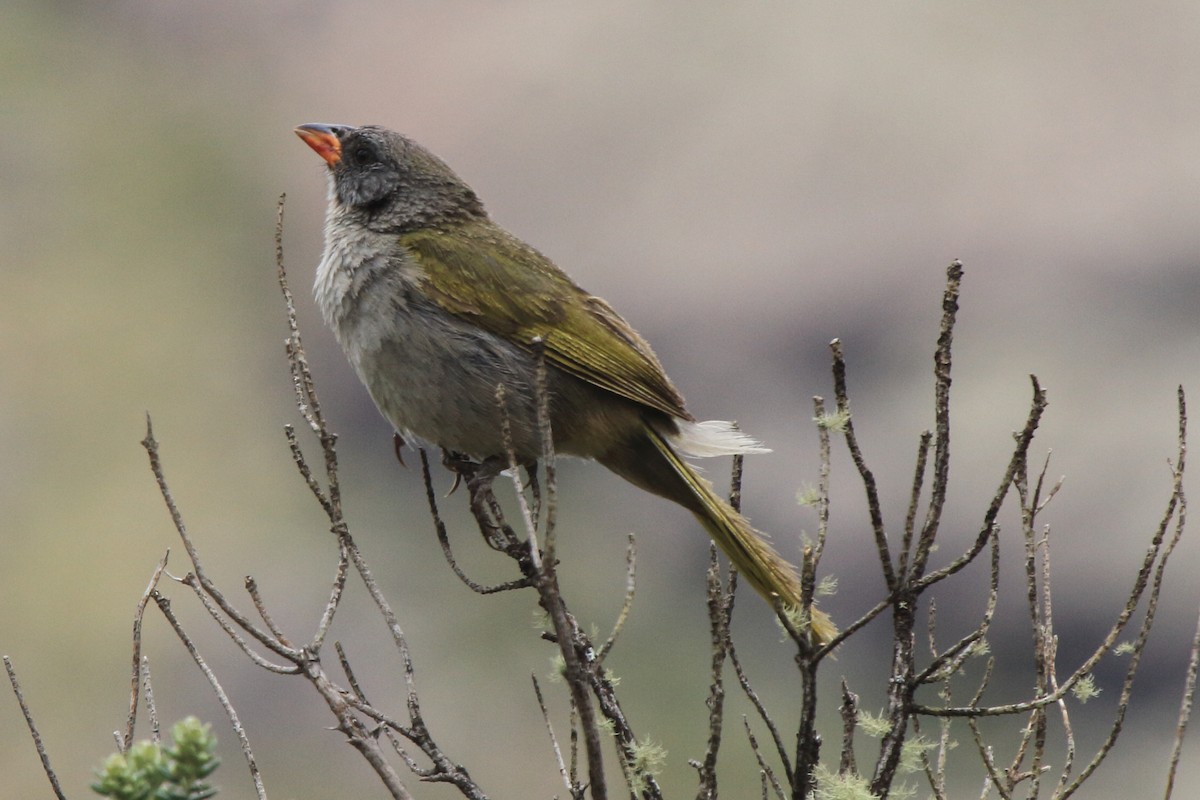 Great Pampa-Finch (Eastern) - ML614155081