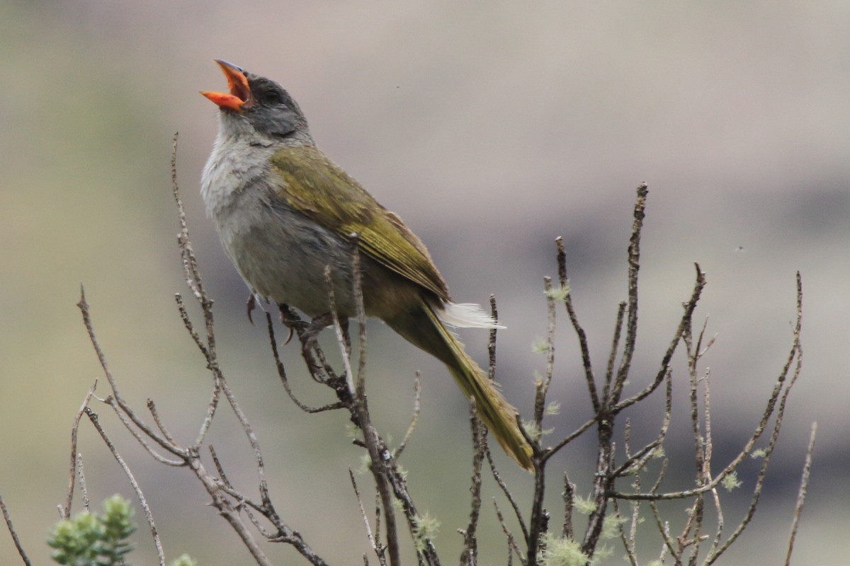 Great Pampa-Finch (Eastern) - ML614155082
