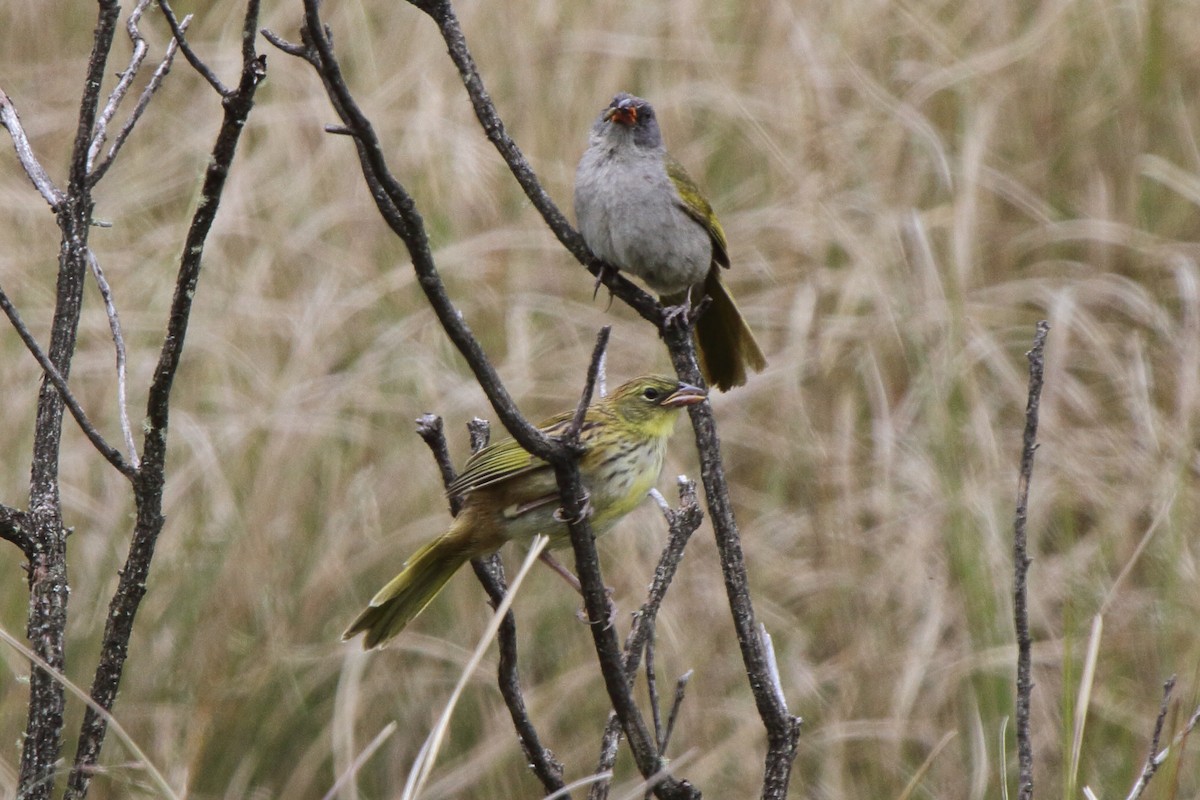 Great Pampa-Finch (Eastern) - ML614155085