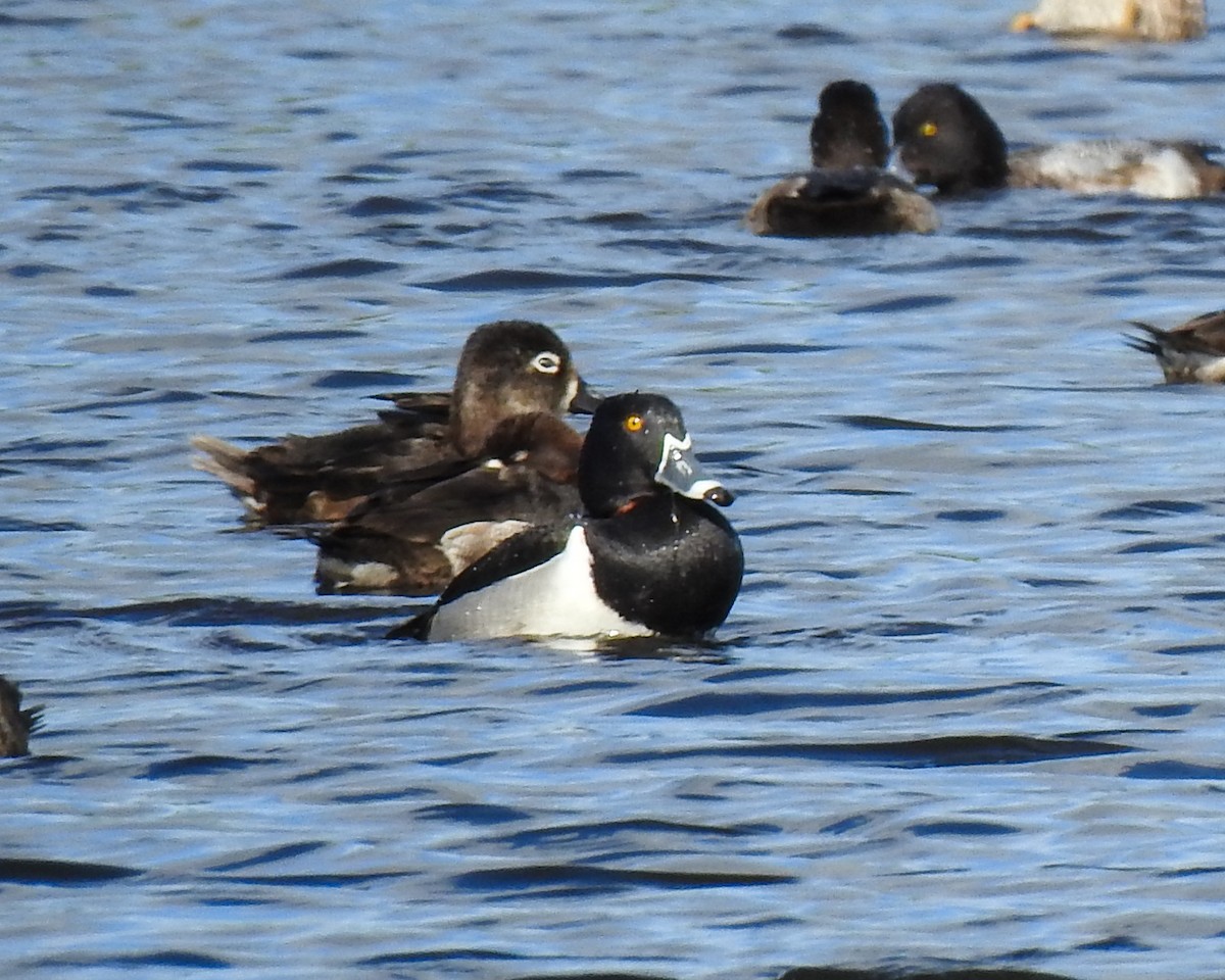 eBird Checklist 29 Jan 2024 Merritt Island NWRBlack Point