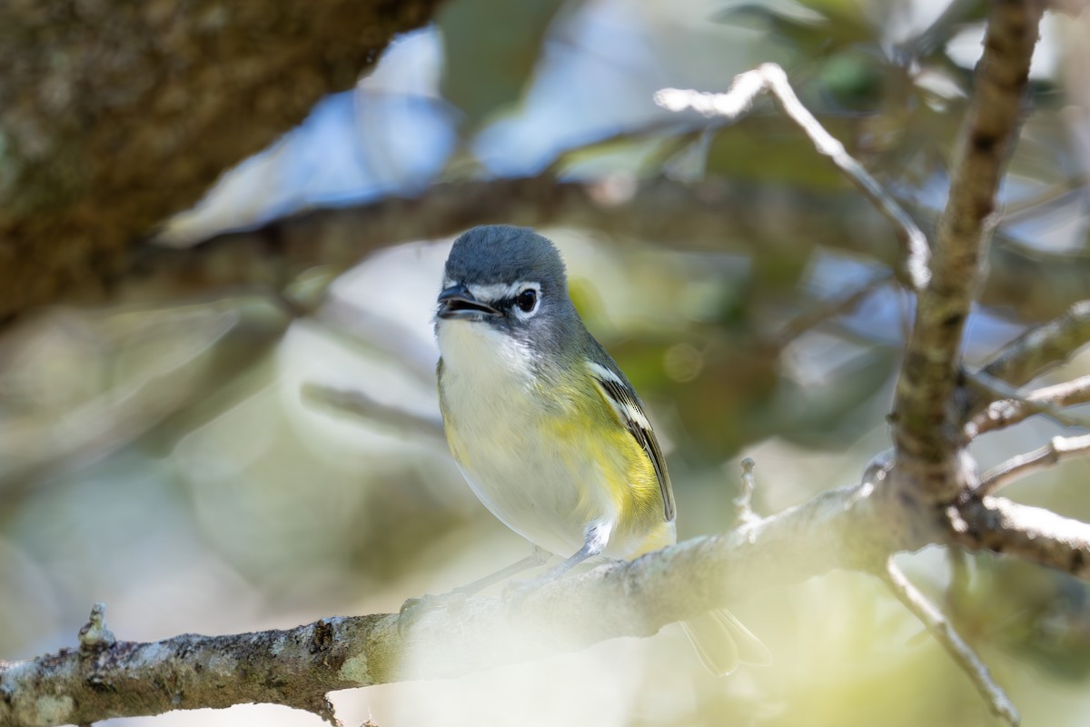 Ebird Checklist Jan Orchard View Park Species