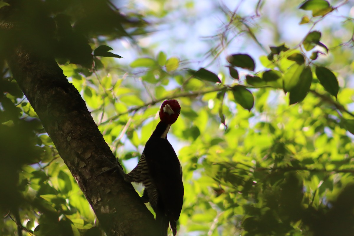 Pale-billed Woodpecker - ML614155376