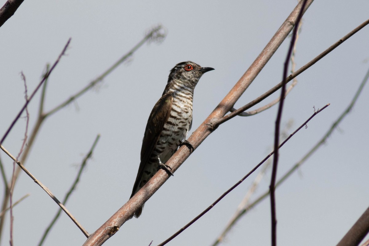 Little Bronze-Cuckoo (Little) - ML614155474
