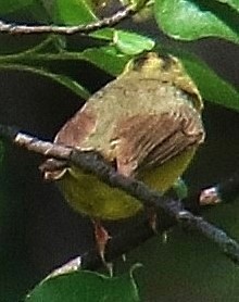 Golden-crowned Warbler - ML614155715
