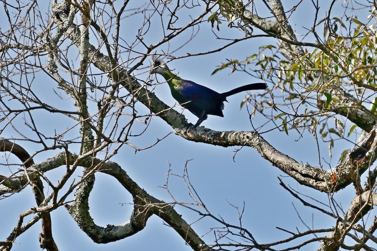 White-crested Turaco - ML614155842