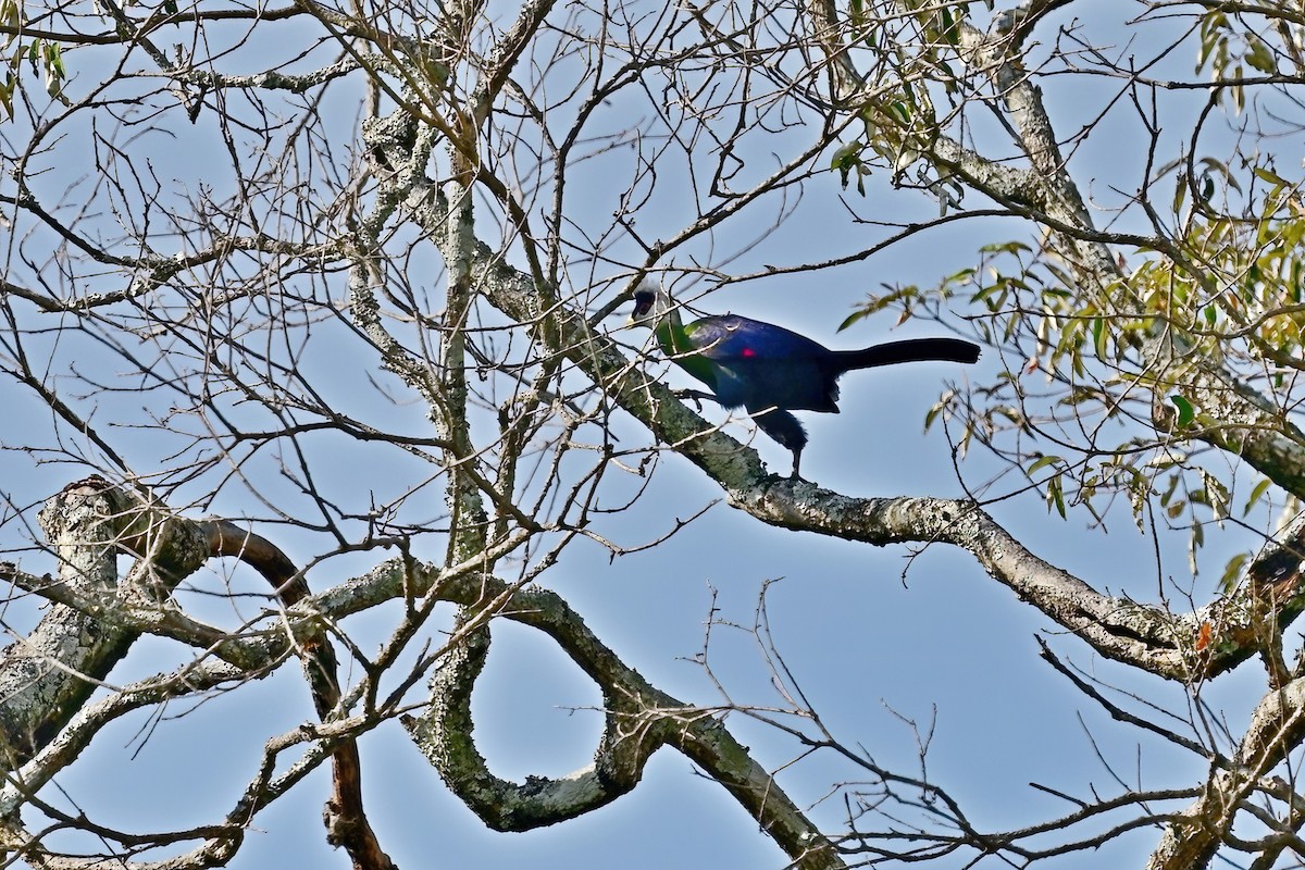 White-crested Turaco - ML614155843