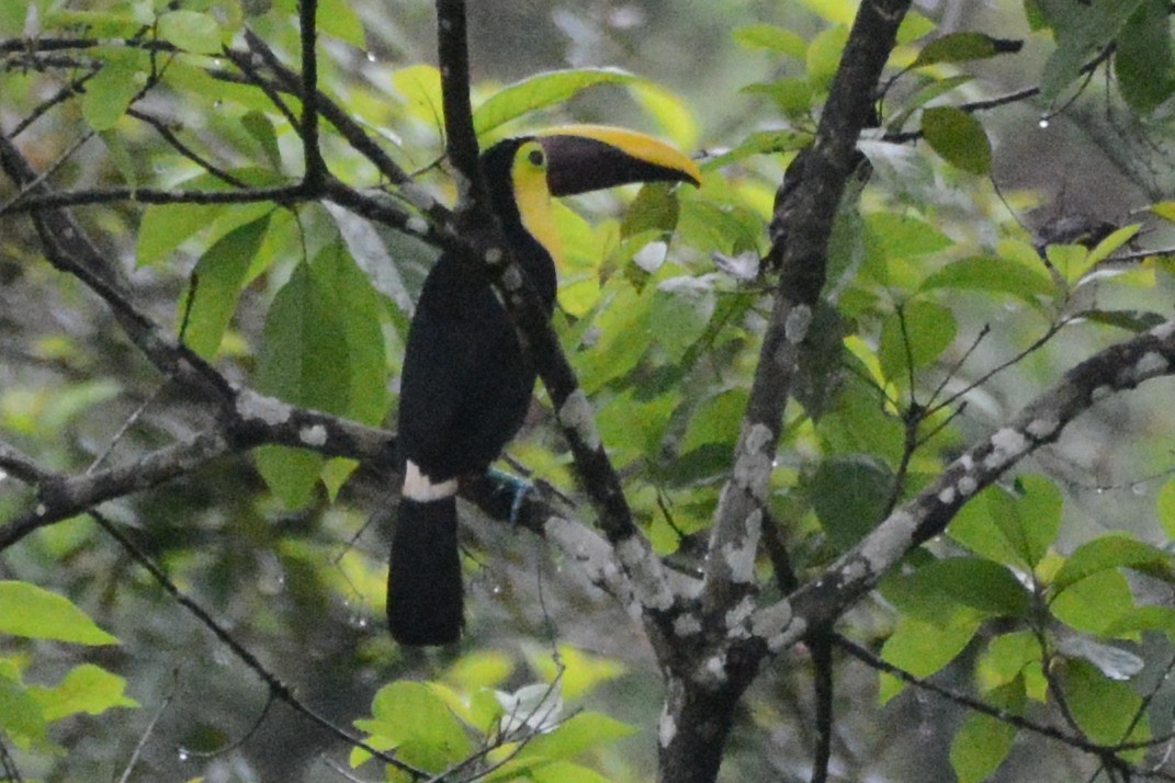 Yellow-throated Toucan (Chestnut-mandibled) - ML614155855