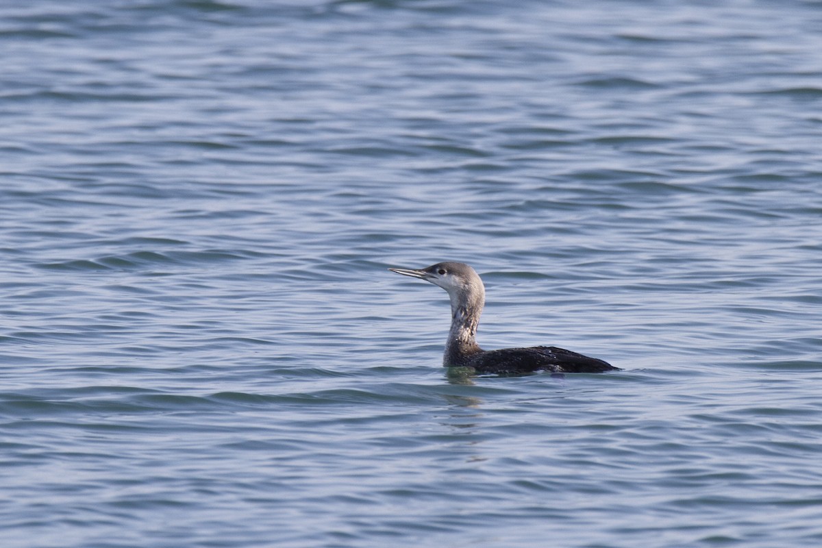 Red-throated Loon - ML614156377
