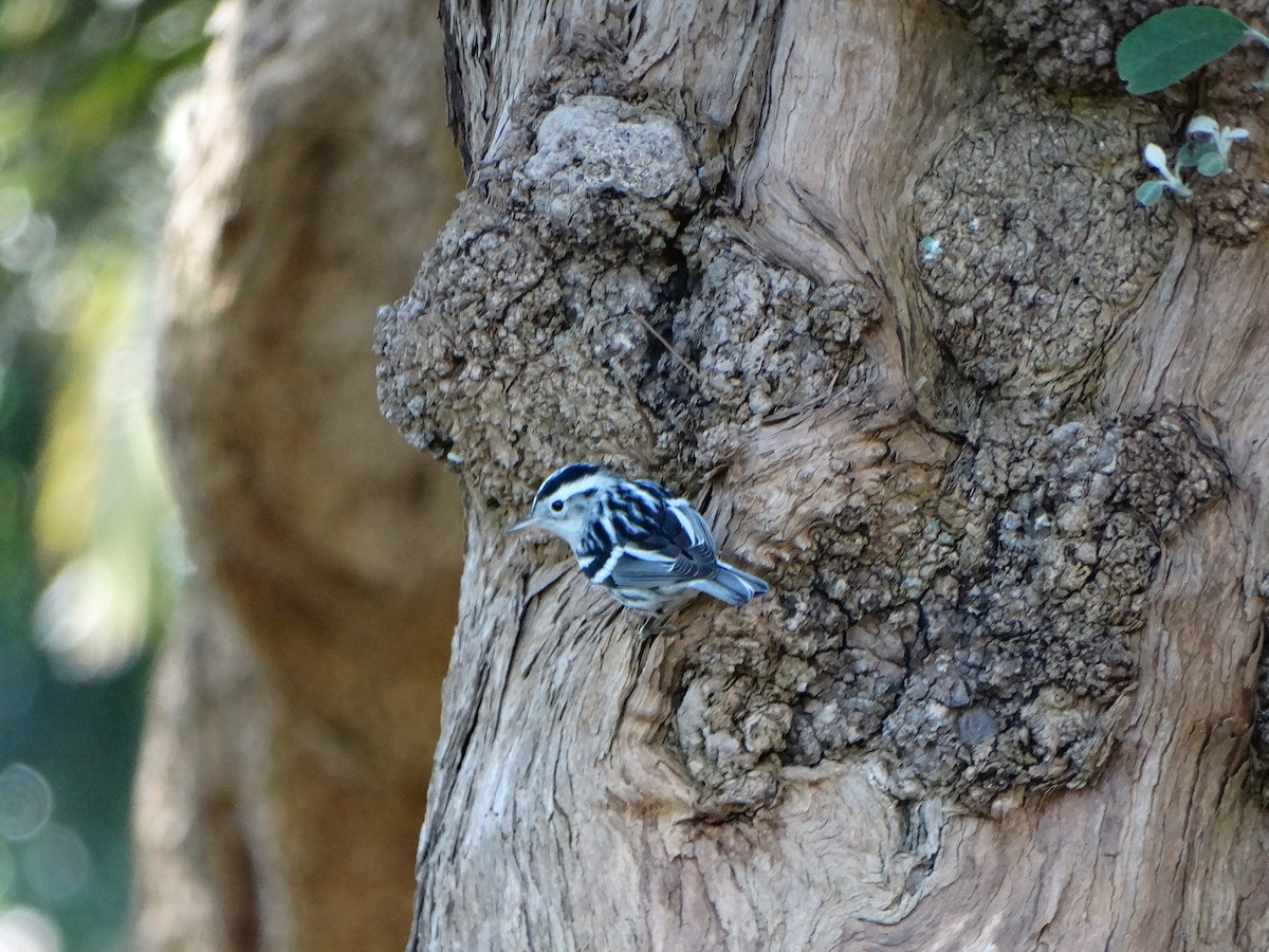 Black-and-white Warbler - ML614156514