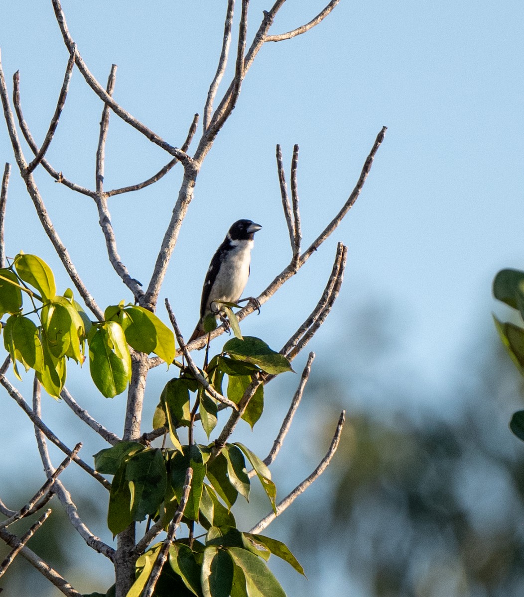 White-naped Seedeater - ML614156640