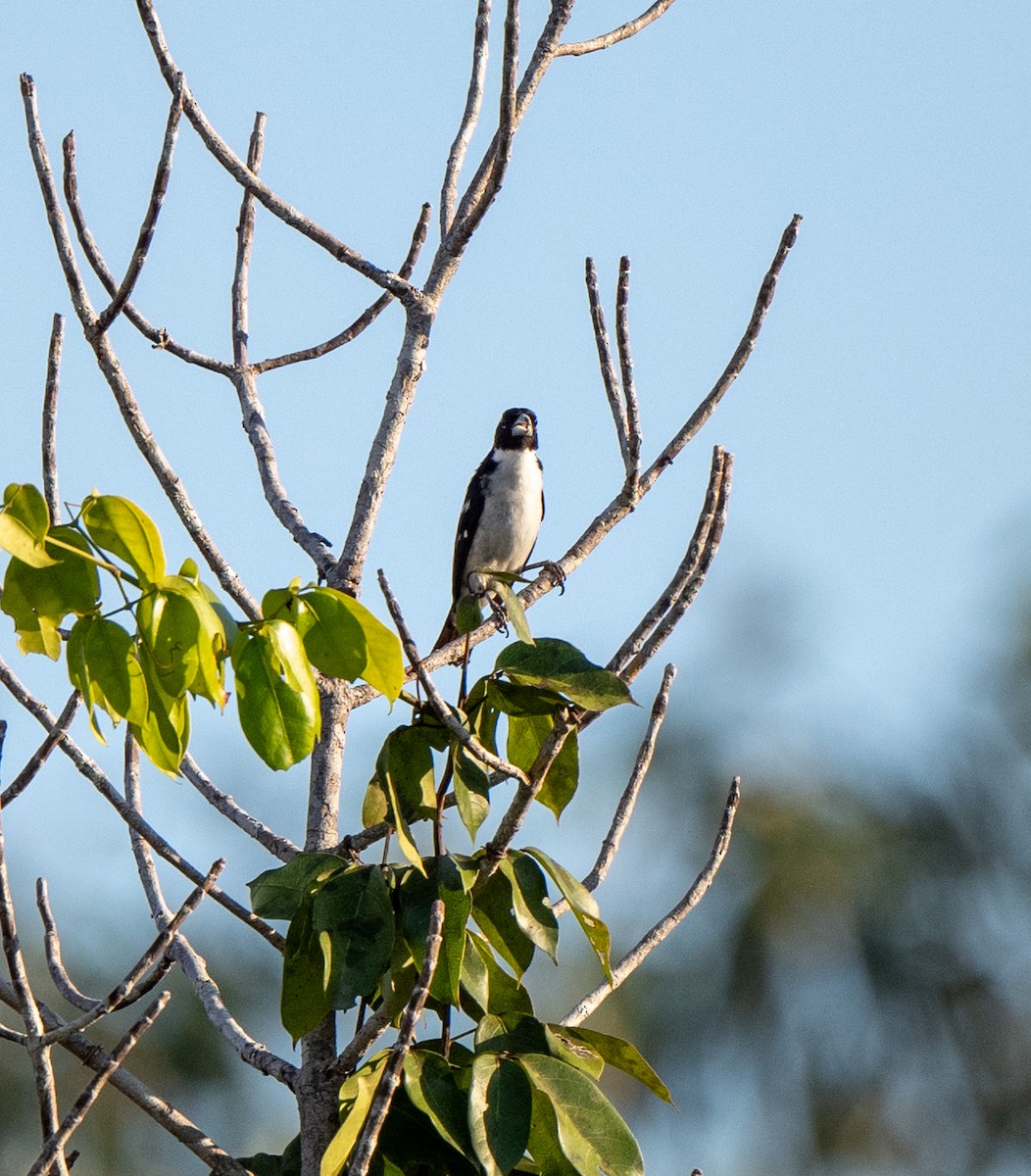 White-naped Seedeater - ML614156641