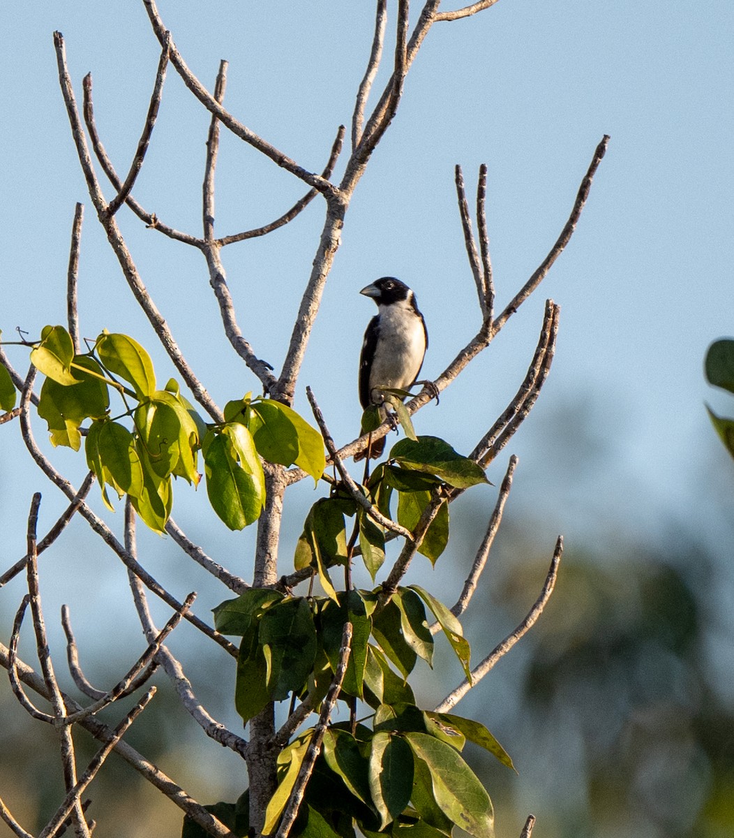 White-naped Seedeater - ML614156644