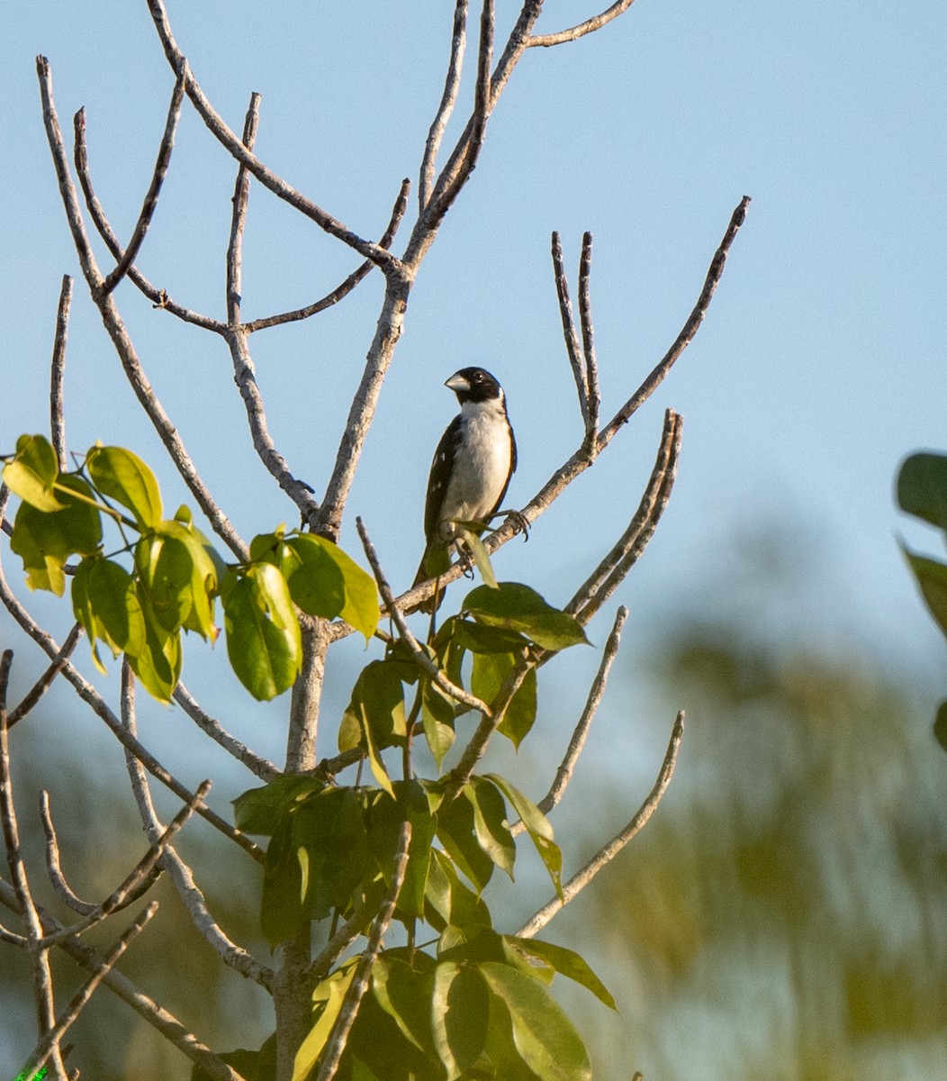 White-naped Seedeater - Marilyn White