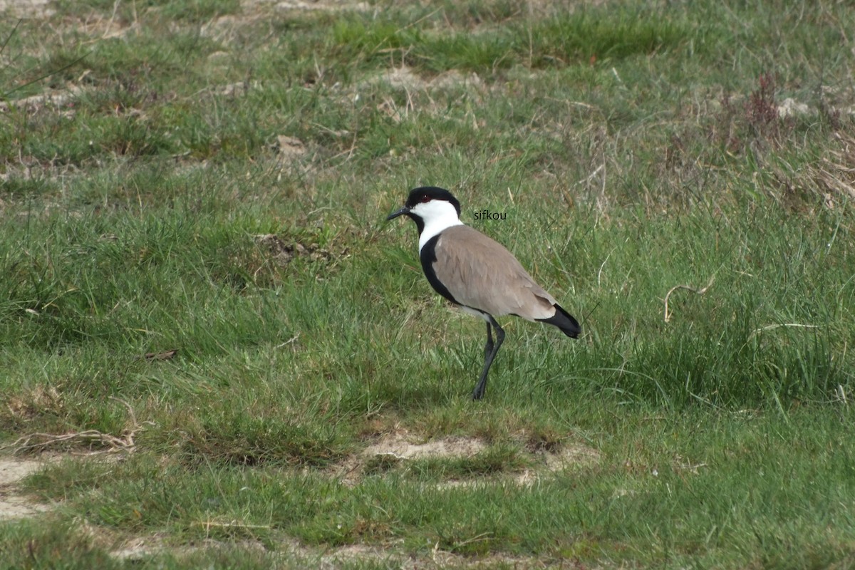 Spur-winged Lapwing - ML614156752