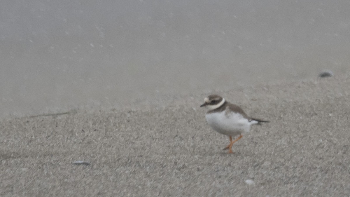 Common Ringed Plover - ML614156756