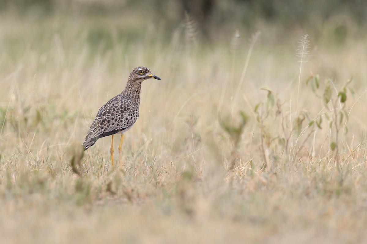 Spotted Thick-knee - ML614156770