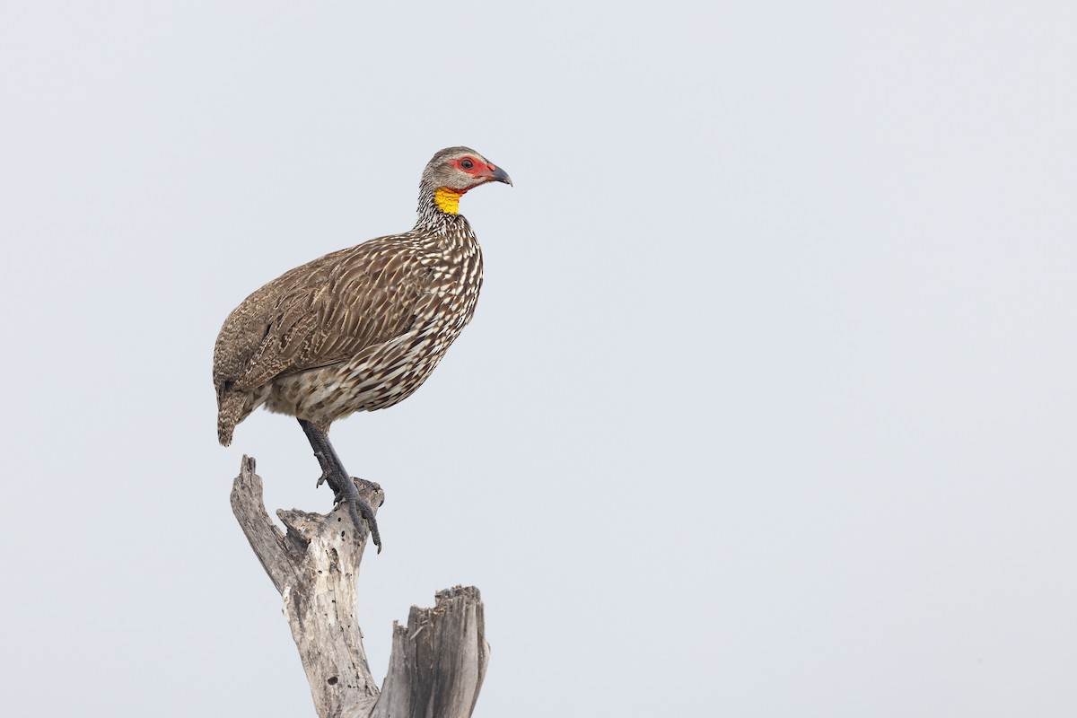 Yellow-necked Spurfowl - Chris Venetz | Ornis Birding Expeditions