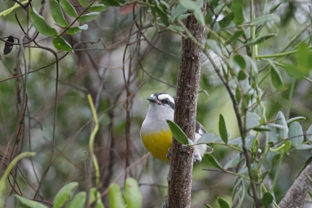 Zuckervogel (bahamensis) - ML614156969