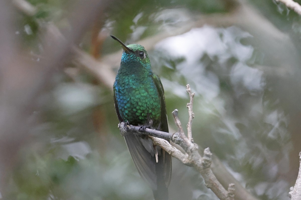 kolibřík kubánský - ML614156988
