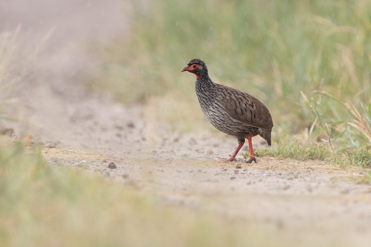 Red-necked Spurfowl - ML614157110