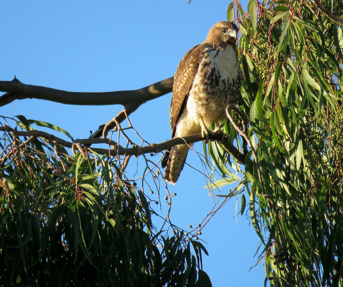Red-tailed Hawk - ML614157235