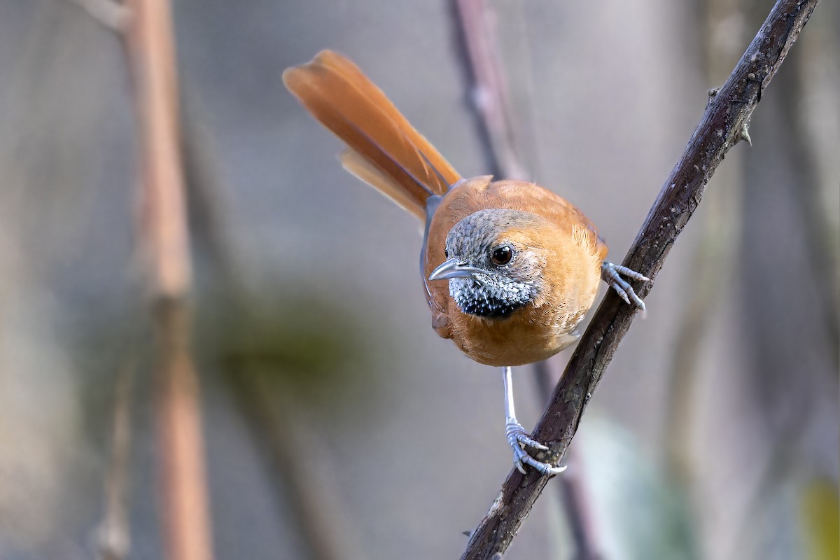 Hoary-throated Spinetail - ML614157359