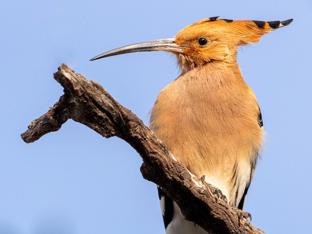 Adult <em class="SciName notranslate">Upupa epops epops</em>: Folded Crest. - Eurasian Hoopoe - 